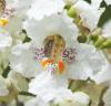 Catalpa bignonioides