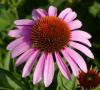 Echinacea purpurea