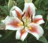Lilie Rosy Dawn