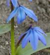 Scilla siberica