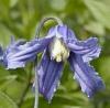 Clematis integrifolia
