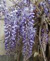 Vistárie čínská - Wisteria sinensis
