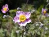 Anemone japonica - sasanka