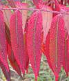 Škumpa ocetná - Rhus typhina