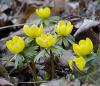 Eranthis hyemalis - talovín