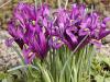 Kosatec (kosateček) síťkovaný - Iris reticulata