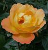 Rosa 'Whisky' (růže)