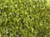Hedera helix
