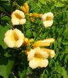 Campsis radicans 'Flava'