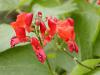 Phaseolus coccineus