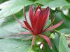 Calycanthus floridus - sazaník