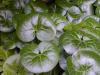 Asarum europaeum