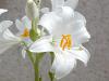 Lilium candidum