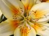 Lilium