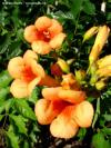 Campsis x tagliabuana 'Indian Summer'® - trubač, křivouš kořenující
