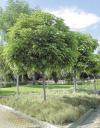 Catalpa bignonioides 'Nana' - katalpa