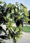 Carpinus betulus 'Frans Fontaine' - habr