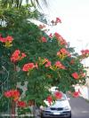 Campsis x tagliabuana 'Madame Galen' - trubač