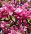 Malus - jabloň