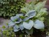 Hosta sieboldiana - bohyška, hosta