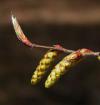 Carpinus betulus - habr obecný