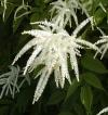 Aruncus dioicus - udatna lesní
