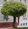 Acer platanoides 'Globosum' - javor mléč