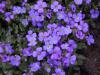 Aubrieta - tařička (starý název Aubrietia)