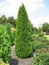 Thuja occidentalis 'Smaragd'