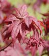 Acer palmatum - javor dlanitolistý
