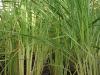 Cymbopogon citratus – citronová tráva