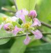 Malpighia glabra - Acerola (barbadoská třešeň)