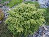 Tsuga canadensis 'Jeddeloh' - jedlovec kanadský