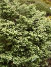 Tsuga canadensis 'Verkade' - jedlovec kanadský
