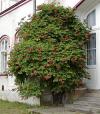 Campsis radicans - trubač kořenující