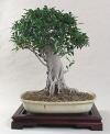 Ficus retusa, výška 56 cm.jpg