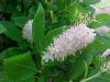 Clethra alnifolia 'Pink Spire' - jochovec olšolistý