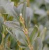 Buxus sempervirens - zimostráz
