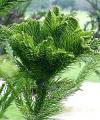 Cryptomeria japonica 'Cristata' - kryptomérie japonská