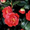 Camellia japonica - kamélie japonská (PPH)