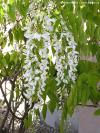 Wisteria floribunda 'Alba' - vistárie květnatá