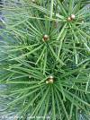Sciadopitys verticillata - pajehličník přeslenitý