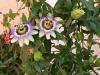 Passiflora - mučenka