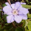 Clematis lanuginosa 'William Kennett' - plamének