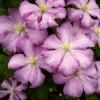 Clematis x jackmanii 'Comtesse de Bouchard' - plamének