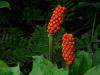 Arum italicum - árón italský