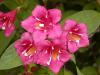 Weigela x hybrida 'Bristol Ruby'  - vajgélie