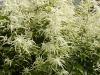 Aruncus dioicus - udatna lesní