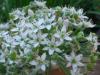 Allium tuberosum - pažitka čínská