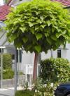 Catalpa bignonioides 'Nana' - katalpa trubačovitá